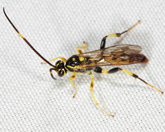Cratichneumon paratus