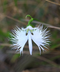 Pecteilis radiata