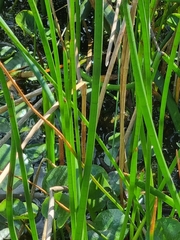Eleocharis sphacelata