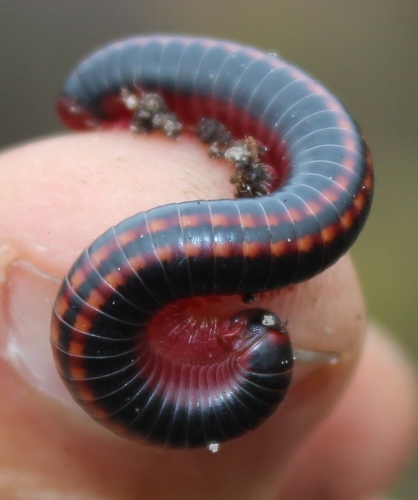 Centrobolus digrammus