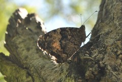 Hipparchia syriaca