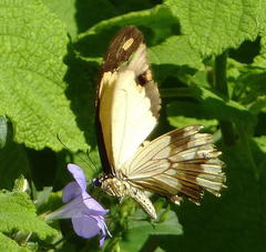Papilio dardanus cenea