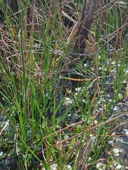 Eleocharis sphacelata