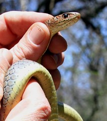 Psammophis mossambicus