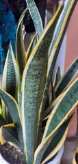 Sansevieria trifasciata