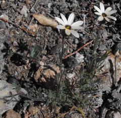 Dimorphotheca pinnata