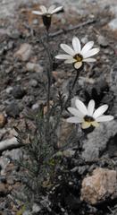 Dimorphotheca pinnata