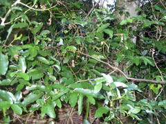 Monanthotaxis caffra