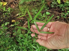 Desmodium tenuifolium
