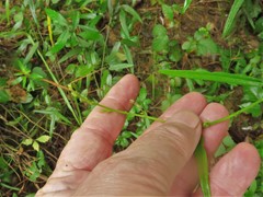Desmodium tenuifolium