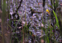 Utricularia minutissima