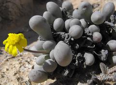 Crassothonna clavifolia