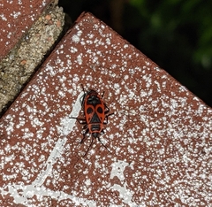 Pyrrhocoris apterus