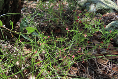 Galium wrightii