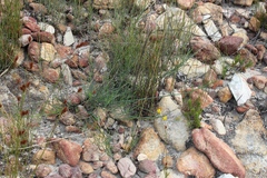 Lebeckia