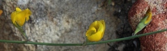 Lebeckia