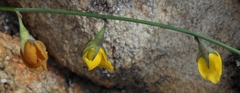 Lebeckia