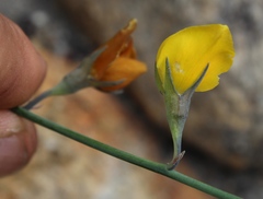 Lebeckia