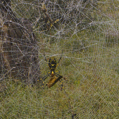 Trichonephila senegalensis