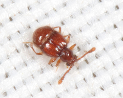 Decarthron velutinum