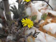 Crassothonna protecta