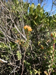 Hermannia ternifolia