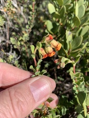 Hermannia ternifolia