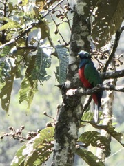 Pharomachrus antisianus