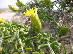 Pteronia onobromoides
