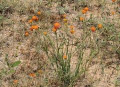 Lasiosiphon rubescens