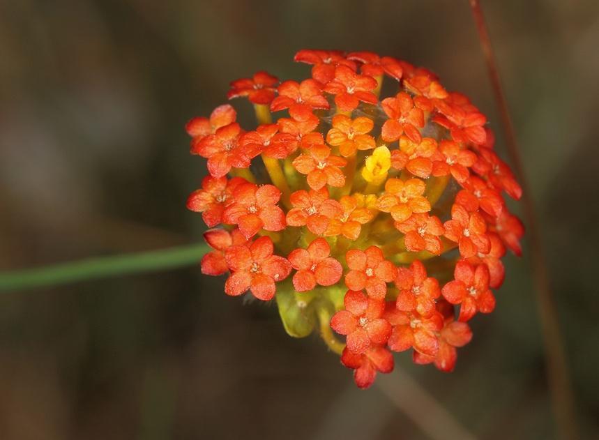 Red Curryflower