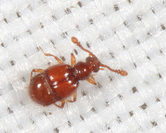 Decarthron velutinum