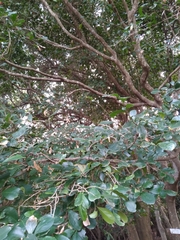 Suregada africana