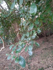 Suregada africana