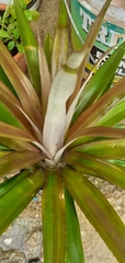 Ananas comosus