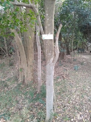Suregada africana