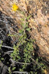 Pegolettia retrofracta