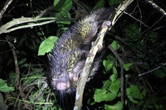 Coendou bicolor