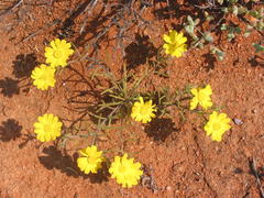 Rhynchopsidium pumilum