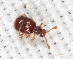 Decarthron velutinum