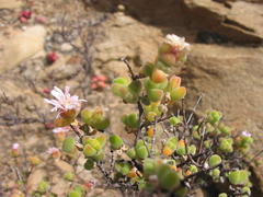 Drosanthemum curtophyllum
