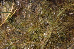 Isolepis rubicunda