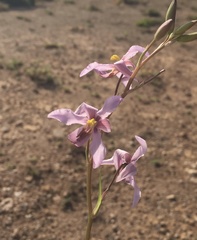 Cyanella orchidiformis