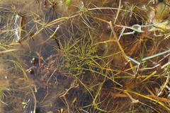 Isolepis rubicunda