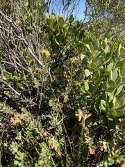 Hermannia ternifolia