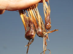 Bulbostylis oritrephes