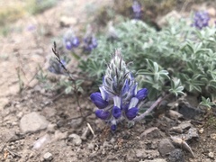 Lupinus lepidus lobbii