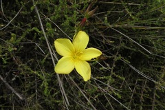 Linum heterostylum