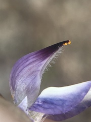 Lupinus lepidus lobbii