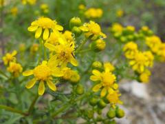 Senecio cardaminifolius